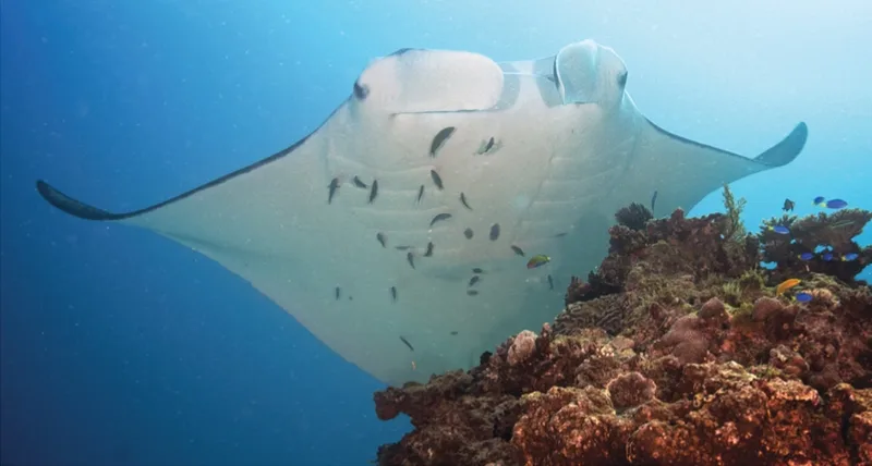 Manta ray at a reef cleaning station