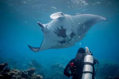 Best places to dive month by month – manta ray over a reef