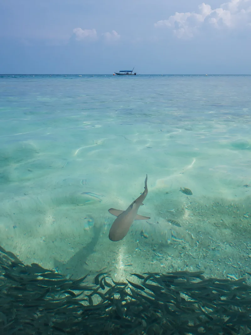 Blacktip reef shark over a shallow reef