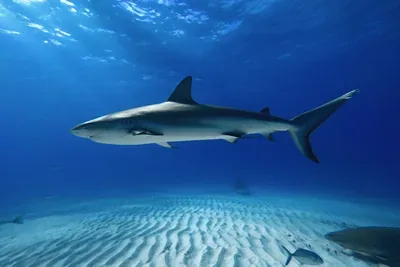 The most common sharks you can see while scuba diving