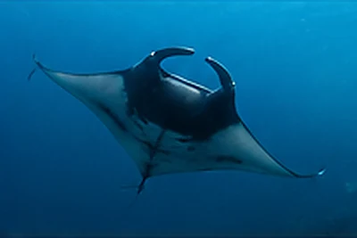 Giant manta ray in blue water on a Galapagos liveaboard