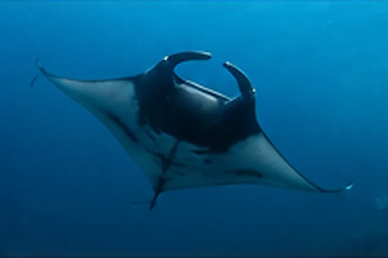 Giant manta ray in blue water on a Galapagos liveaboard