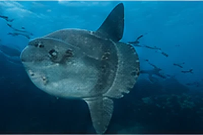 Mola mola sunfish in Galapagos blue water