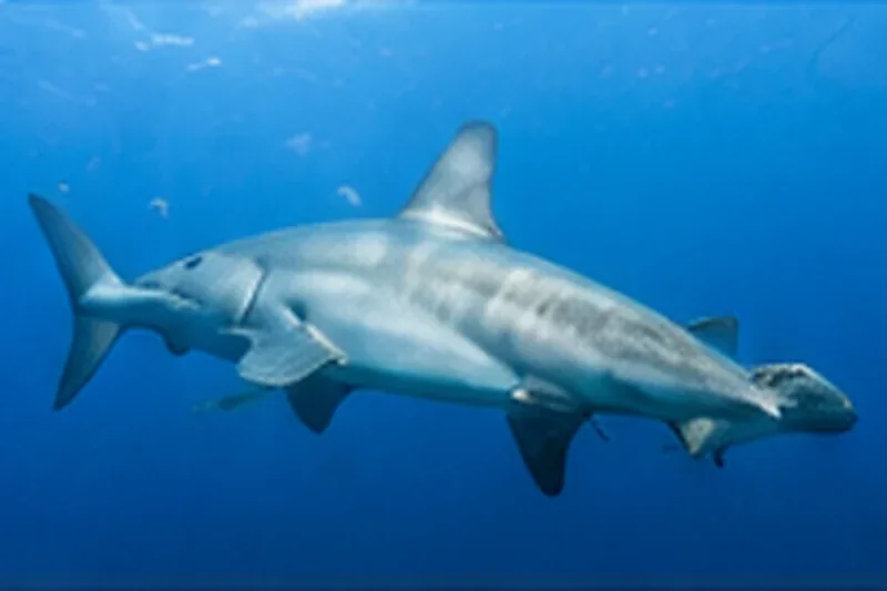 Scalloped hammerhead shark school at Darwin and Wolf, Galapagos