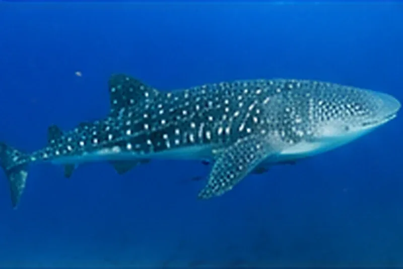Whale shark at Darwin and Wolf on a Galapagos liveaboard