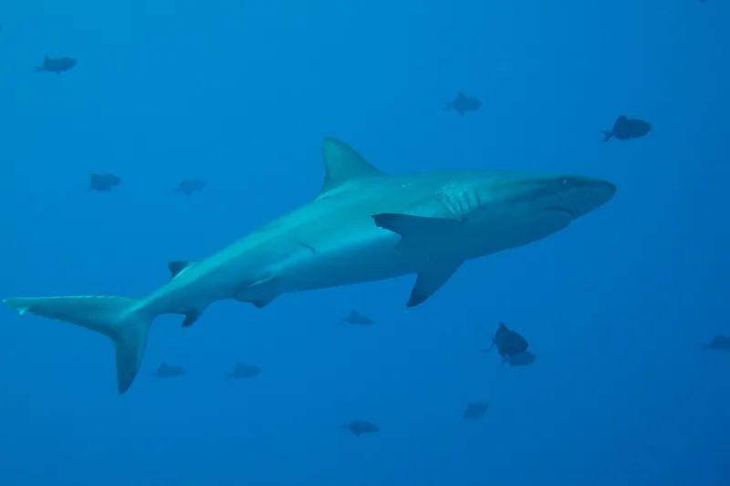 Grey reef shark swimming in blue water during advanced liveaboard diving