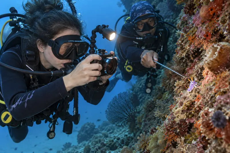 Divers searching a reef wall for small nudibranchs with a macro camera