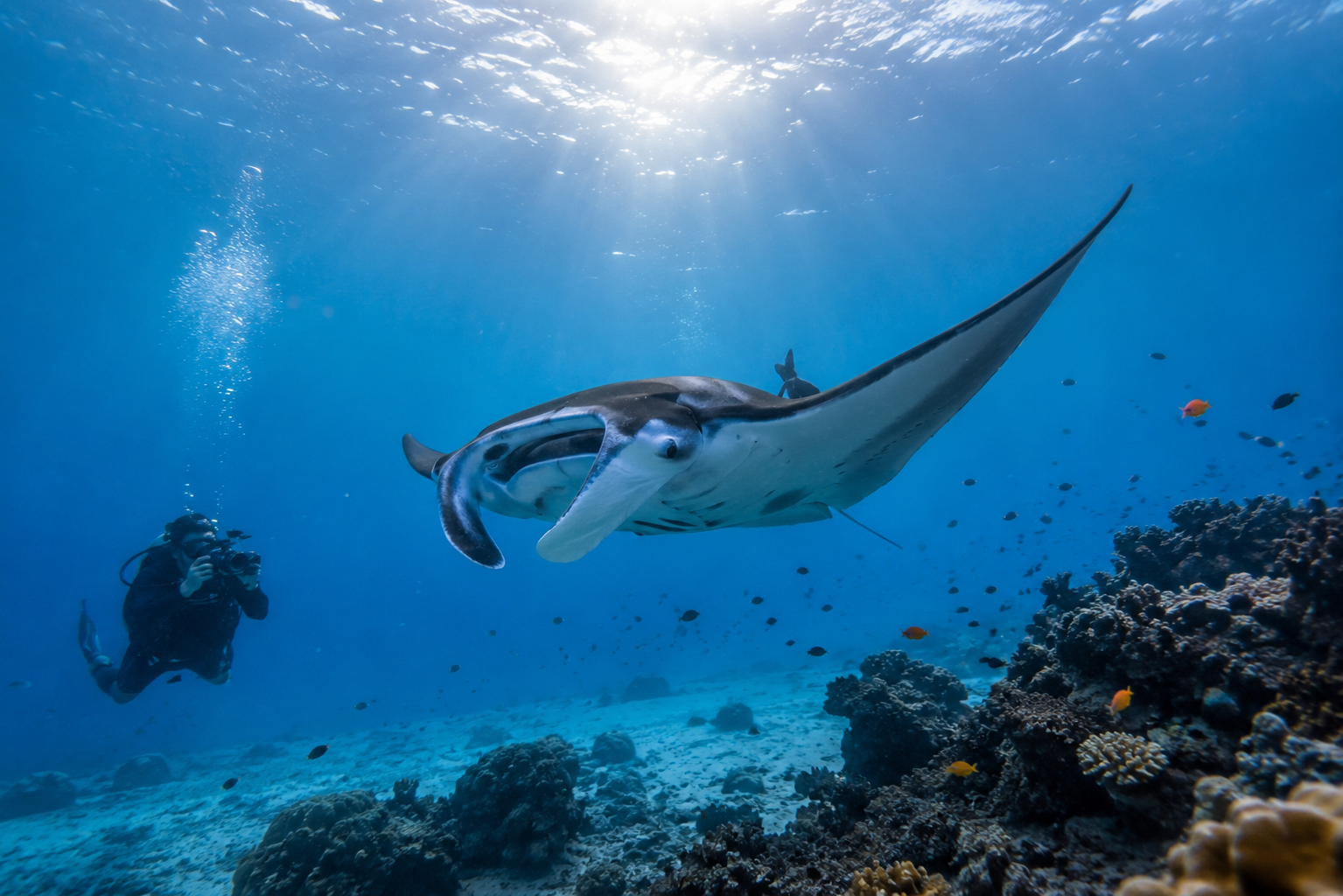 Maldives liveaboard boat with manta ray season and atoll route planning
