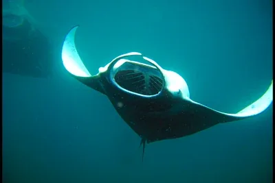 Best time to dive the Maldives – month-by-month liveaboard guide