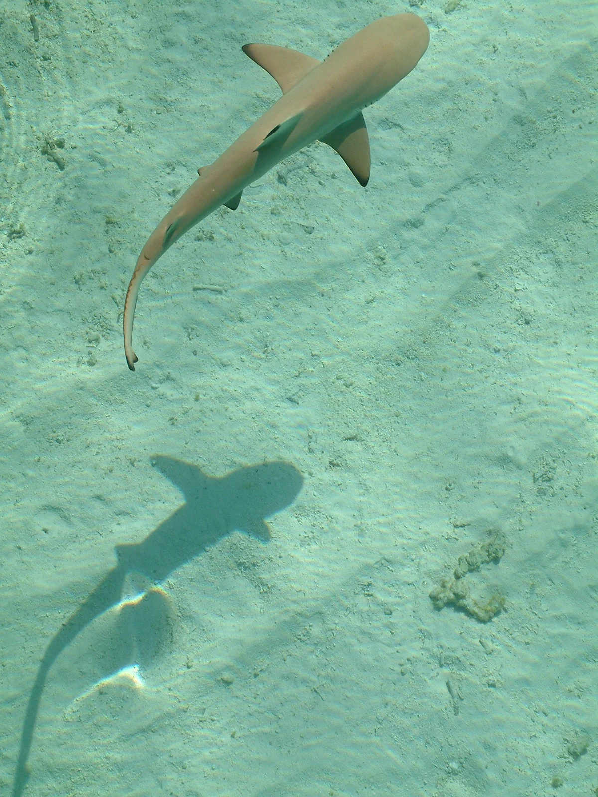 Maldives liveaboard diving scene with clear blue water and reef life