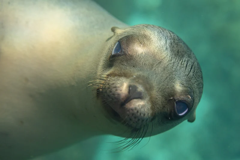 A California sea lion underwater in the Sea of Cortez off La Paz