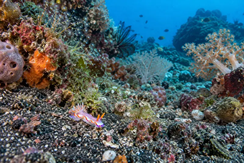 Reef, sponge, hydroid and black-sand rubble habitat where nudibranchs may be found