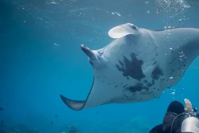 Raja Ampat seasonal diving guide for liveaboard divers