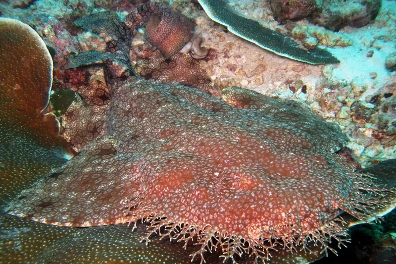 Wobbegong shark resting on reef in Raja Ampat seasonal diving guide
