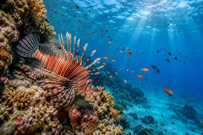Advanced liveaboard routes – certification, depth and insurance checks