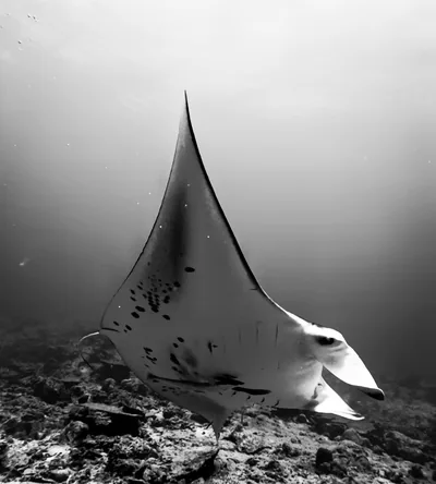 A reef manta ray over a Maldives reef, black and white