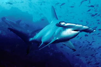 A school of scalloped hammerhead sharks