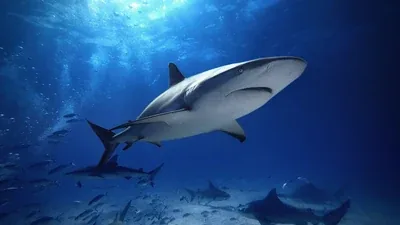 Best liveaboard diving destinations for sharks