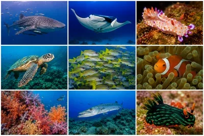 Thailand seasonal diving guide &ndash; marine life and liveaboard seasons