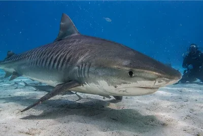 Bahamas liveaboard diving guide with tiger shark at Tiger Beach