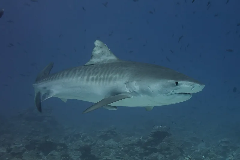 Tiger shark swimming underwater during advanced shark diving