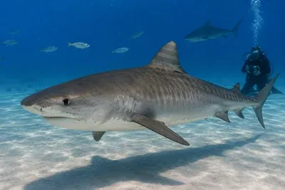 Tiger shark on a liveaboard dive site