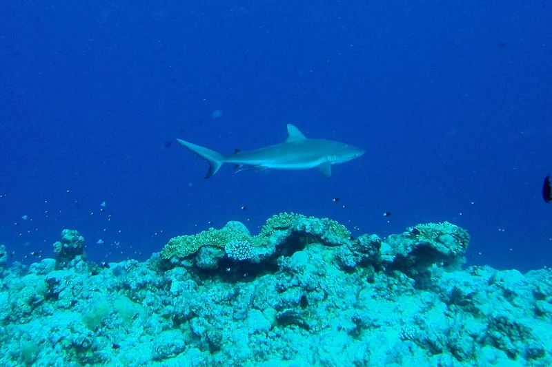 A grey reef shark over coral at Blue Corner in Palau