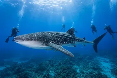 Whale shark on a liveaboard dive site
