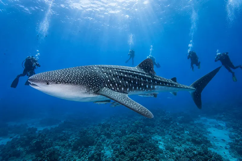 Whale shark swimming above scuba divers during a liveaboard dive