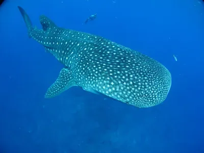 Whale shark in South Ari Atoll, Maldives